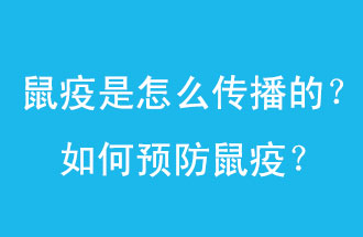 鼠疫是怎么傳播的？如何預(yù)防鼠疫？